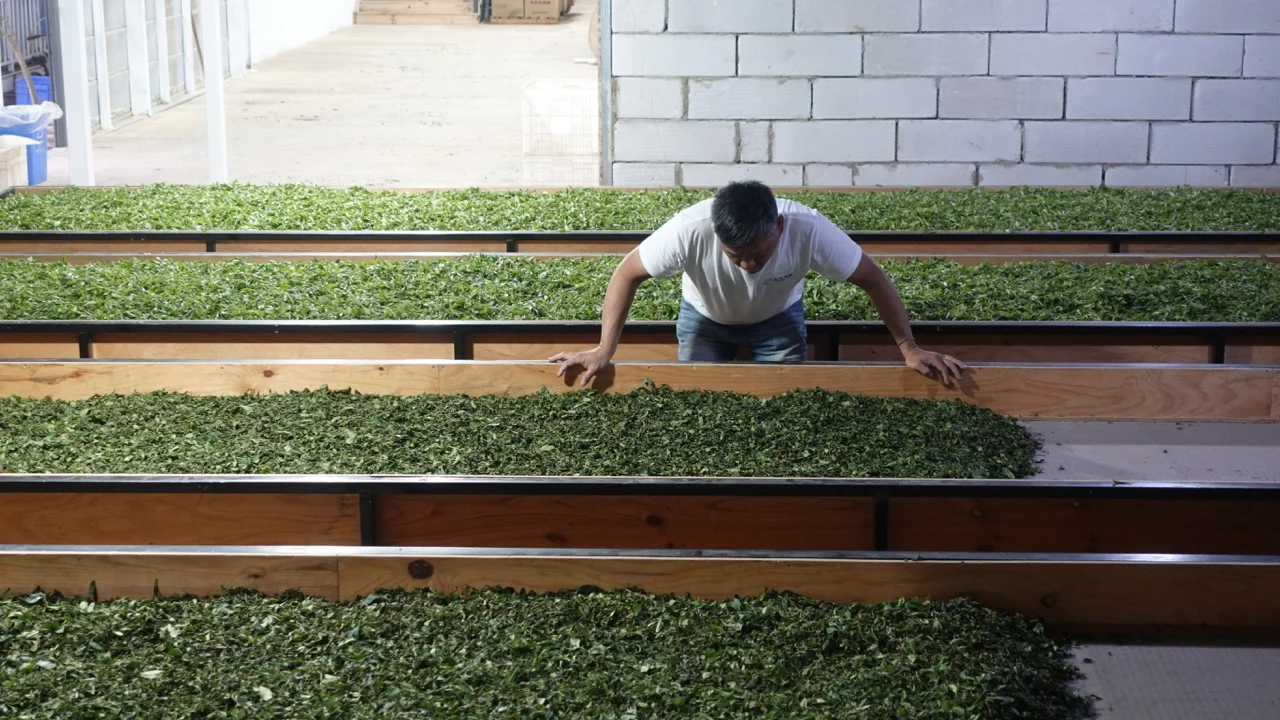 Aroma Returns - Image 7