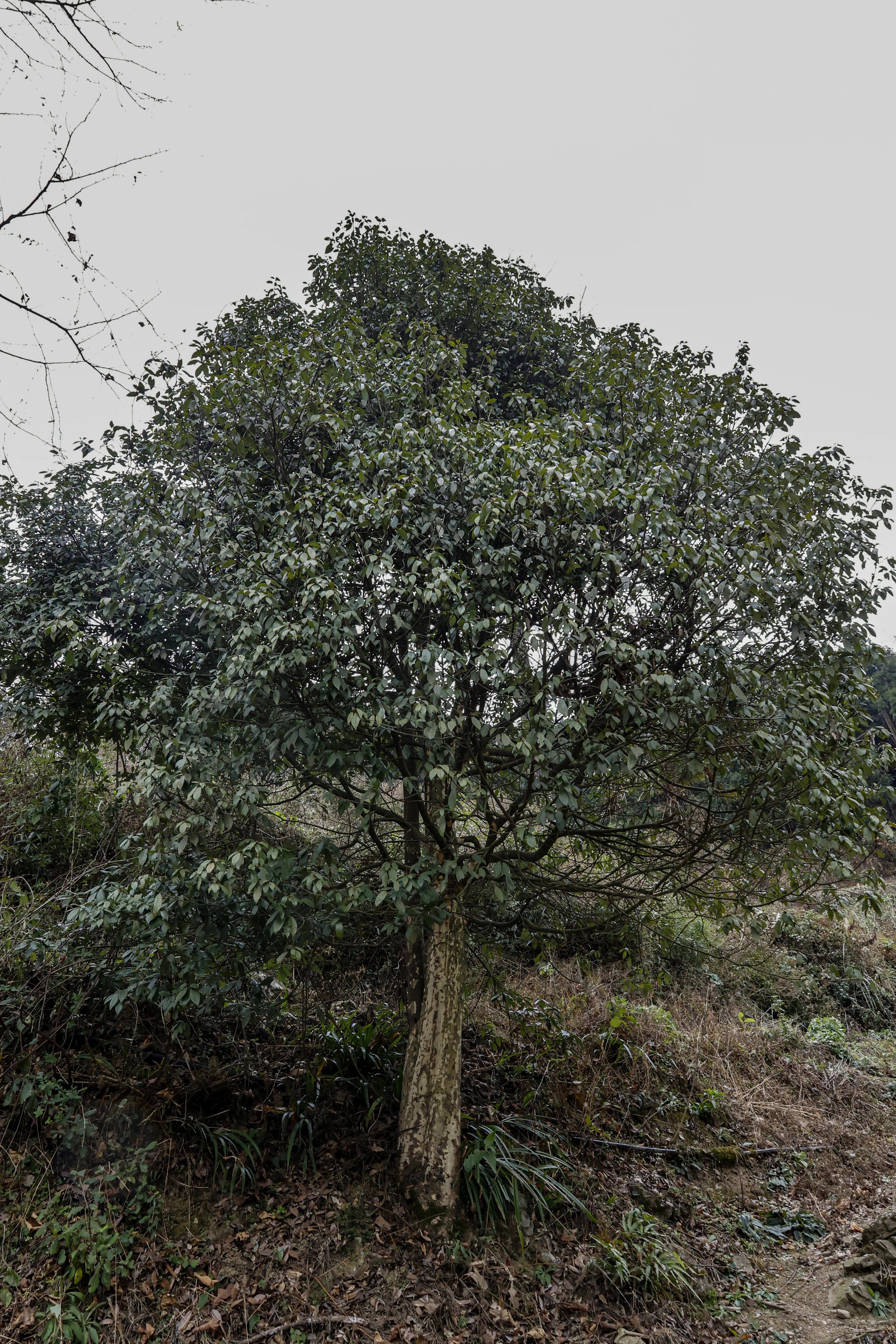 Eagle Leaf - Image 7
