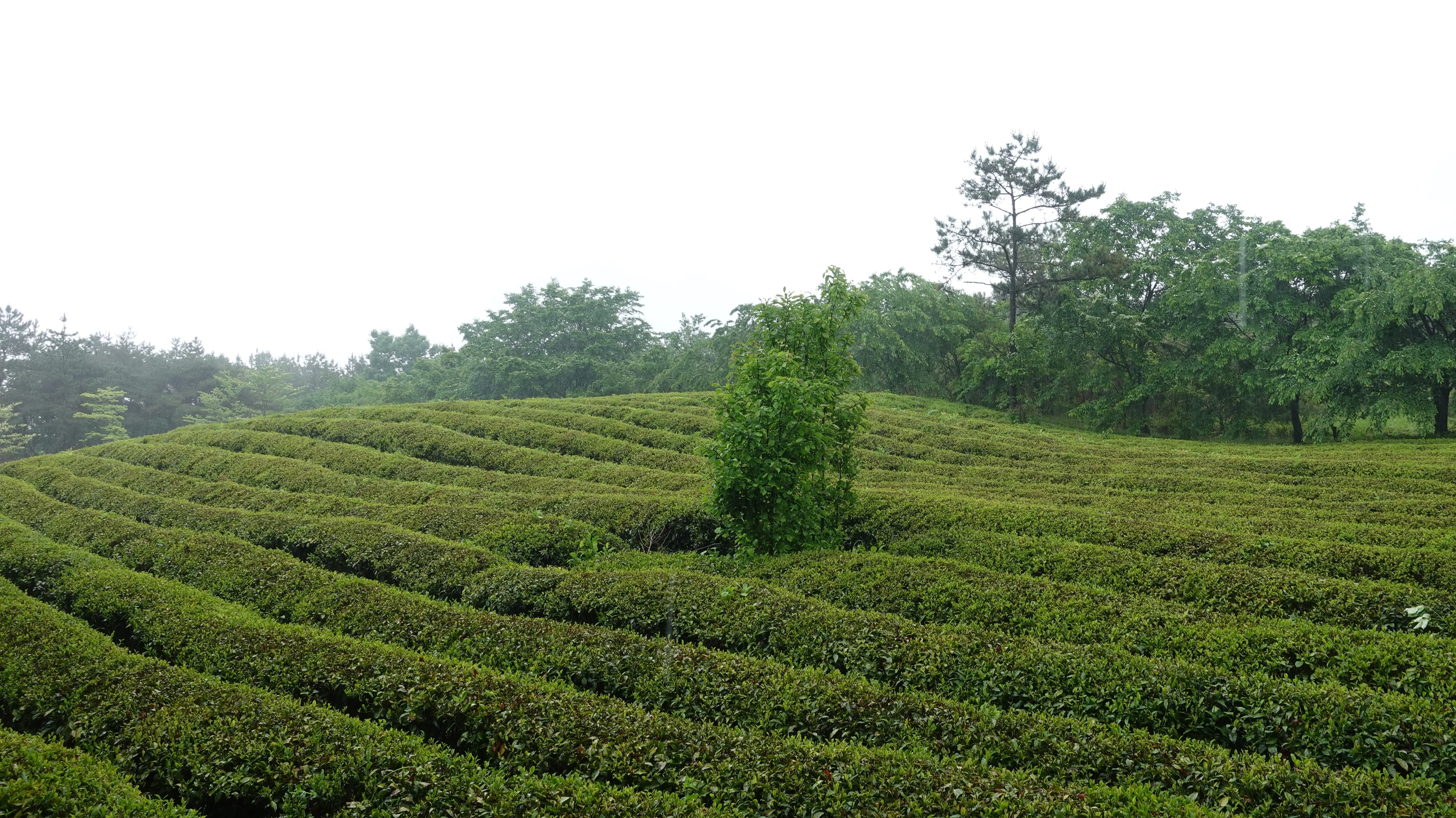 Korean Balhyocha - Image 7