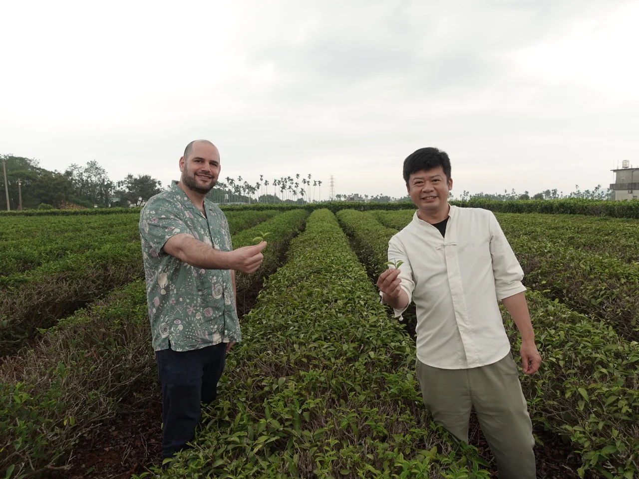 Mr. Chen's 2006 Wuyi Cultivar - Image 6