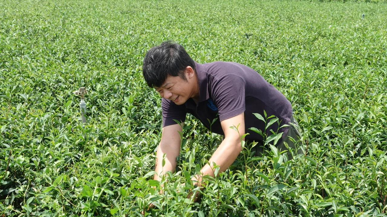 Mr. Chen's 2006 Wuyi Cultivar - Image 4