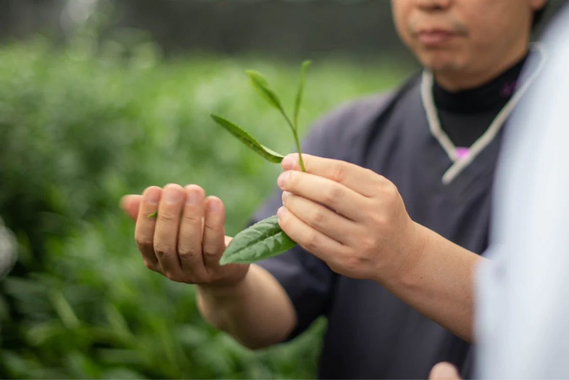 Then And Now Ceremonial Matcha 今昔 - Image 8