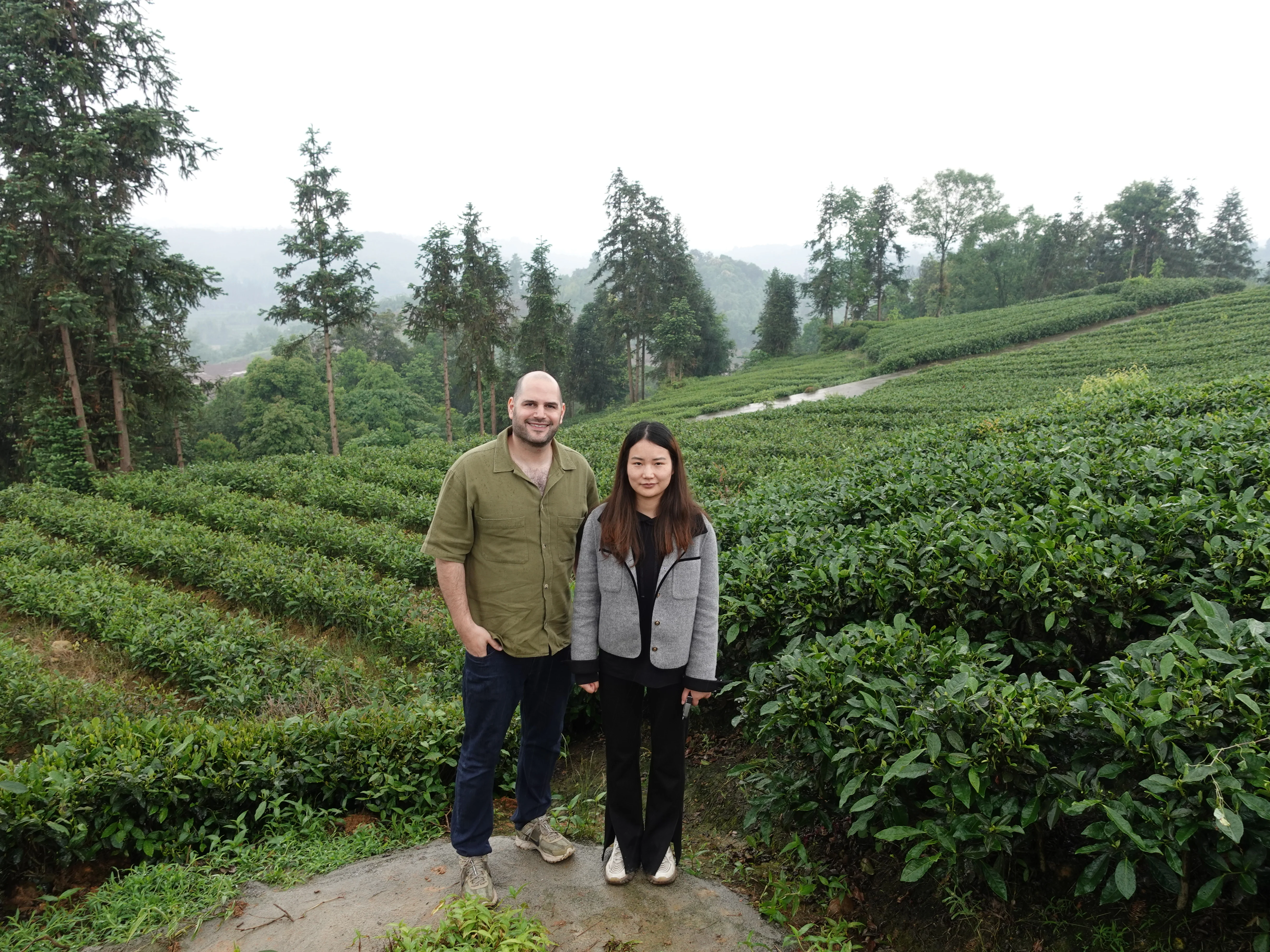 Pre Qingming Yellow Bud - Image 4